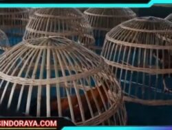 Polsek Sukomoro di Buat Tak Berdaya, Praktek Judi Sabung Ayam di Wilayah Hukumnya Tetap Beroperasi