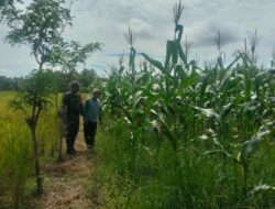 Jalin Hubungan Baik Babinsa Serindang Bantu Warga Panen Jagung