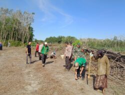 Sinergi TNI-Polri dalam Pertanian: Babinsa dan Bhabinkamtibmas Tanam Jagung di Tabalong