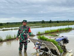 Turun Kesawah Personel, Kodim 1009/Tla Dampingi Petani Uji Coba Alat Tanam Padi
