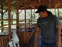 Babinsa Koramil 1008-03/Tanjung Dampingi Peternak Kambing di Desa Banyu Tajun