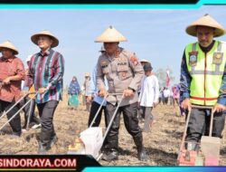 Dukung Ketahanan Pangan Nasional, Polres Lamongan Tanam Jagung di Lahan Baku Desa Kedali
