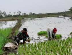 Babinsa Bantu Anggota Poktan Kapuk Besar Tanam Padi di Pandawan