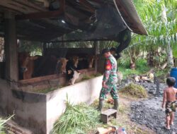 Babinsa Sarang Burung Kuala Komsos Bersama Peternak Sapi Dan Beri Motivasi