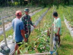 Babinsa Haruyan Dampingi, dan Dukung Pengembangan Pertanian Terong