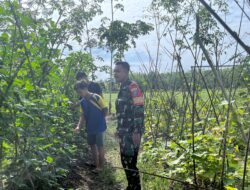 Melalui Komsos, Dengan Petani Kacang Panjang Babinsa Koramil 07/TLK Beri Motivasi Untuk Meningkatkan Swasembada Pangan