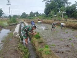 Babinsa Tawangsari Dampingi Petani Tanam Padi Musim Kedua, Dorong Optimalisasi Lahan Dan Ketersediaan Air