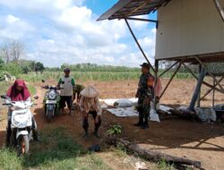 Babinsa Batang Alai Utara Sukseskan Panen Jagung Warga