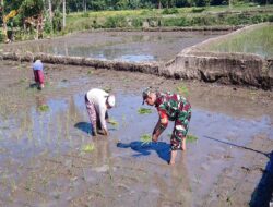 Babinsa Tambakan Dampingi Petani Tanam Padi Musim Kedua Di Lahan Poktan Setia Bakti II