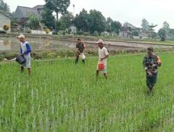 Tingkatkan Produktivitas Panen, Babinsa Desa Pojok Dampingi Petani Lakukan Pemupukan Padi