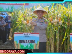 Panen Raya Jagung di Malang, Wujud Nyata Komitmen Polri Dalam Ketahanan Pangan Nasional