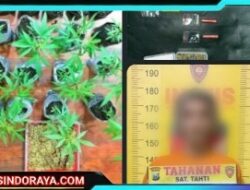 Polres Malang Berhasil Amankan Bandar Sabu Miliki Kebun Ganja di Tumpang