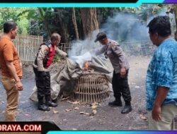 Polresta Sidoarjo Tindak Laporan Warga, Arena Sabung Ayam di Seketi Dibubarkan