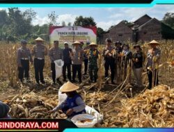 Menuju Swasembada Pangan, Kapolres Trenggalek Bersama Warga Panen Raya Jagung