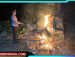 Polisi Bongkar Dua Lokasi Arena Judi Sabung Ayam di Malang