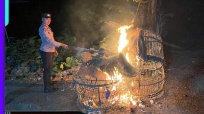 Polisi Bongkar Dua Lokasi Arena Judi Sabung Ayam di Malang