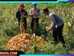 Dukung Ketahanan Pangan Nasional: Polresta Malang Kota dan Gapoktan Panen 2,5 Ton Jagung