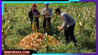 Dukung Ketahanan Pangan Nasional: Polresta Malang Kota dan Gapoktan Panen 2,5 Ton Jagung