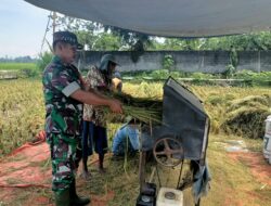 Babinsa Selokajang Dampingi Panen Padi, Dorong Petani Optimalkan Program Hanpangan