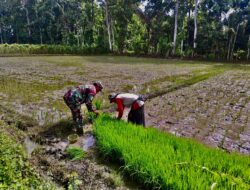 Tanam Padi Ciherang di Dawuhan, Babinsa Ramil Kademangan motivasi luas tambah tanam petani