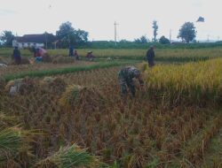 Babinsa Jambewangi Dampingi Petani Panen Padi di Lahan Poktan Budi Tani