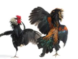 Aroma Perjudian Sabung Ayam, Kembali Mencuat di wilayah Kabupaten Sidoarjo