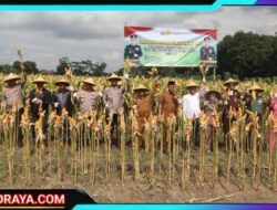 Perkuat Ketahanan Pangan, Polres Blitar Kota Bersama Forkopimda Panen Raya Jagung Kuartal III