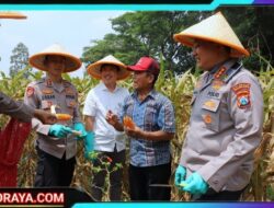Dukung Swasembada Pangan Nasional, Polresta Malang Kota Targetkan Lahan 26,35 Hektar Untuk Kuartal IV
