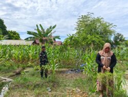 Jalin Keakraban, Anggota Koramil 1208-03/Tebas, Laksanakan Komsos Bersama Petani Jagung