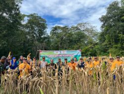 Dukung Program Ketahanan Pangan Danramil 08/Paloh Panen Jagung Bersama Warga