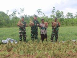 Dukung Pengendalian Inflasi Daerah Dandim 1009/Tla Menghadiri Kegiatan Panen Bersama Bawang Merah