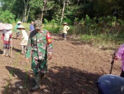 Tingkatkan Hanpangan Wilayah Babinsa Koramil 07/Teluk Keramat Dampingi Petani Tanam Padi