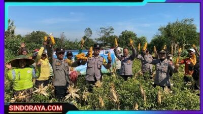 Wujudkan Program Ketahanan Pangan Polres Probolinggo Bersama Kelompok Tani Panen Jagung di Bantaran