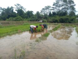 Wujud Kepedulian TNI Pada Ketahanan Pangan, Babinsa Kaweron Bantu Petani Tanam Padi