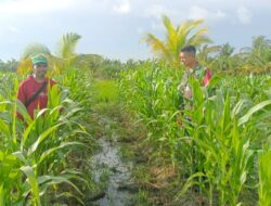 Babinsa Koramil 04/Jawai Jajaran Kodim 1208/Sambas Komsos dengan Petani Jagung