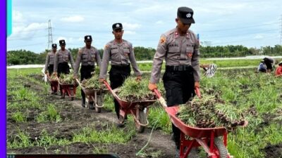 ‘Live In’ : Siswa Diktukba SPN Polda Jatim Bantu Petani Bawang Merah di Nganjuk