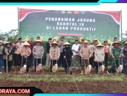Polresta Banyuwangi Dorong Penguatan Ketahanan Pangan Lewat Penanaman Jagung Kuartal IV 2025