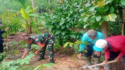 Dukung Penghijauan, Babinsa Garum Bersama Gapoktan Dan Warga Tanam Pohon Mahoni