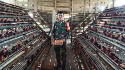 Babinsa Seberkat Laksanakan Komsos, Bersama Peternak Ayam Petelur di Wilayah Binaan