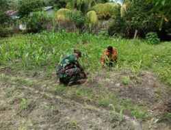 Babinsa 08/Paloh Laksanakan Komsos Bersama Petani Jagung di Wilayah Binaan
