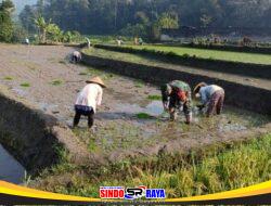 Wujudkan Ketahanan Pangan, Babinsa Gandusari Turun Ke Sawah Bantu Petani Tanam Padi