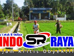 Babinsa Slorok Serma Sutrisno Melaksanakan Pemupukan Padi Bersama Kelompok Tani