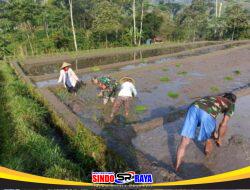 Wujudkan Ketahanan Pangan, Babinsa Gandusari Turun Ke Sawah Bantu Petani Tanam Padi