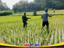 Babinsa Dermojayan Wujudkan Ketahanan Pangan, Turun Langsung Bantu Petani Memupuk Padi