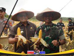 Dandim 1208/Sambas Hadiri Panen Jagung Kuartal I Bersama Kapolres dan Wakil Bupati Sambas Tahun 2026