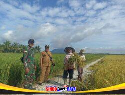 Babinsa Dan Kades Parit Baru Komsos Bersama Warga Saat Panen Padi