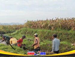 Optimalkan Pasokan Air Sawah, Babinsa Turun Tangan Bersihkan Saluran Irigasi