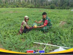 Babinsa Koramil 1008-05/Kelua–Muara Harus Dampingi Petani Semangka di Desa Pasar Panas