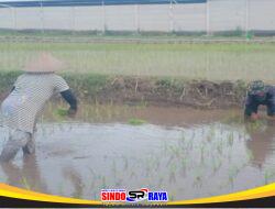 Dukung Ketahanan Pangan Nasional, Serda Dedy Awang Dampingi Penanaman Padi Milik Bapak Sumino