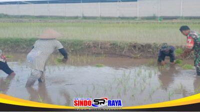 Dukung Ketahanan Pangan Nasional, Serda Dedy Awang Dampingi Penanaman Padi Milik Bapak Sumino